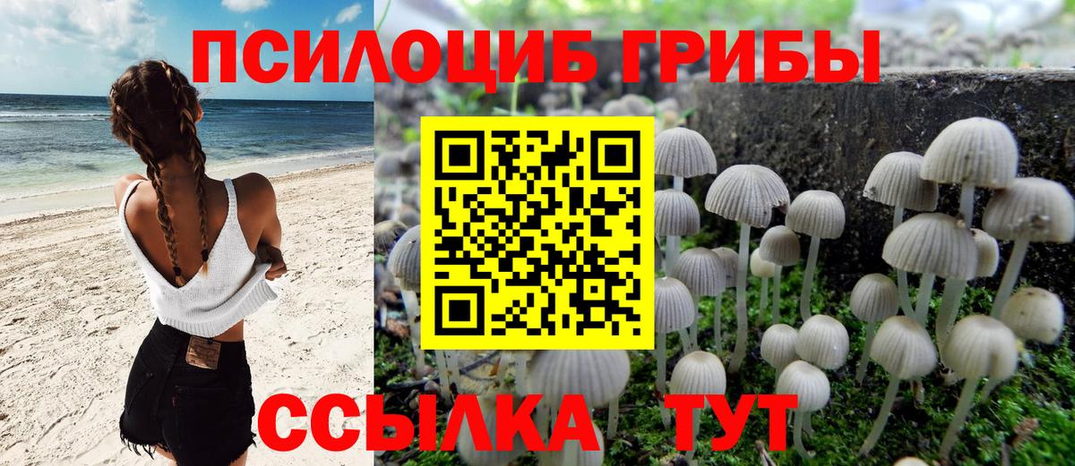 Галлюциногенные грибы Psilocybe  Вход с VPN  где купить наркоту  Дмитров 